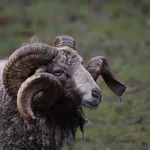 ram_trucks