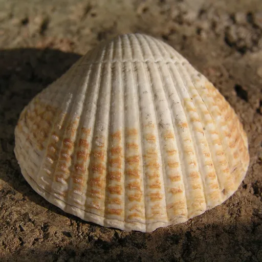 shell