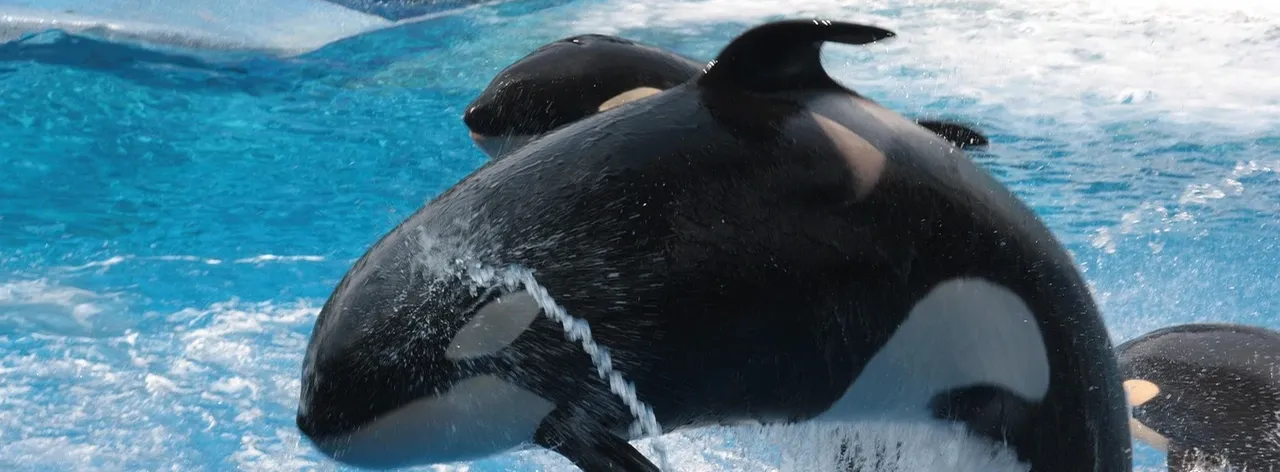 Sea World Orlando